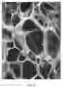 Fig. 03 - Method for preparing porous collagen matrices
