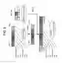 Fig. 09 - Antibody-producing transgenic silkworms and methods for producing the same