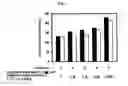 Fig. 06 - Sulfur-containing proanthocyanidin oligomer composition and production method thereof