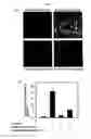 Fig. 08 - Sulfur-containing proanthocyanidin oligomer composition and production method thereof