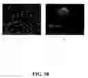 Fig. 19 - NANOPARTICLES FOR PHOTODYNAMIC THERAPY