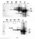 Fig. 03 - F1B-TMIR plasmid vector and transgenic mouse