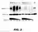 Fig. 03 - GENOME EDITING OF ABC TRANSPORTERS