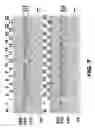 Fig. 09 - GENOME EDITING OF ABC TRANSPORTERS