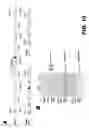 Fig. 11 - GENOME EDITING OF ABC TRANSPORTERS