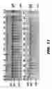 Fig. 12 - GENOME EDITING OF ABC TRANSPORTERS