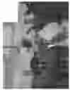 Fig. 02 - Eastern Redbud Tree Named 'JN3'