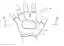 Fig. 01 - Therapeutic glove