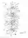 Fig. 07 - SCOTCH YOKE ENGINE OR PUMP