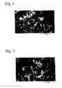 Fig. 04 - Oxide-type, magnetic material and it's production method, and sintered ferrite magnet and it's production method