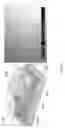 Fig. 07 - Method and apparatus for compressive imaging device
