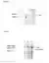Fig. 02 - Skincare composition comprising HSA fusion protein, preparation method and uses thereof