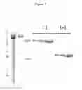 Fig. 08 - Fusion proteins