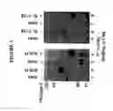 Fig. 06 - Interferon antagonists, antibodies thereto and associated methods of use