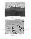 Fig. 03 - Methods for making environmental barrier coatings using sintering aids