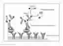 Fig. 01 - Antigen Detection Kit and Method