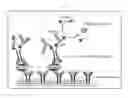 Fig. 02 - Antigen Detection Kit and Method