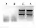 Fig. 01 - SAMPLE STABILIZATION