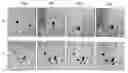 Fig. 01 - RNA interference mediating small RNA molecules