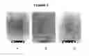 Fig. 03 - Carbon nanotube binding peptides
