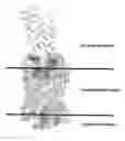 Fig. 01 - Ligands for the GLP-1 receptor and methods for discovery thereof