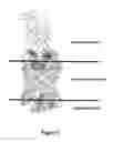 Fig. 02 - Ligands for the GLP-1 receptor and methods for discovery thereof