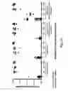 Fig. 04 - SIGNATURES OF RADIATION RESPONSE