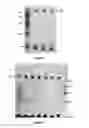 Fig. 02 - Double-stranded polyethylene glycol modified growth hormone, preparation method and application thereof