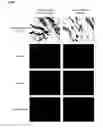 Fig. 09 -  DIAGNOSTIC MOLECULE AND THERAPEUTIC TARGET