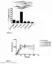 Fig. 07 - USE OF CYCLODEXTRIN FOR TREATMENT AND PREVENTION OF BRONCHIAL INFLAMMATORY DISEASES