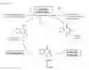 Fig. 02 - PHARMACEUTICAL COMBINATION COMPRISING VITAMIN K