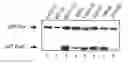 Fig. 01 - NOVEL FER -LIKE PROTEIN, PHARMACEUTICAL COMPOSITIONS CONTAINING IT AND METHOD FOR ITS USE