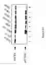 Fig. 02 - NOVEL FER -LIKE PROTEIN, PHARMACEUTICAL COMPOSITIONS CONTAINING IT AND METHOD FOR ITS USE