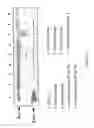 Fig. 04 - NOVEL FER -LIKE PROTEIN, PHARMACEUTICAL COMPOSITIONS CONTAINING IT AND METHOD FOR ITS USE