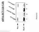 Fig. 07 - NOVEL FER -LIKE PROTEIN, PHARMACEUTICAL COMPOSITIONS CONTAINING IT AND METHOD FOR ITS USE