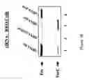 Fig. 08 - NOVEL FER -LIKE PROTEIN, PHARMACEUTICAL COMPOSITIONS CONTAINING IT AND METHOD FOR ITS USE