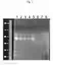 Fig. 02 - OLIGONUCLEOTIDES-TRANSFERRING PREPARATIONS