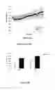 Fig. 11 -  PHARMACEUTICAL COMPOSITIONS COMPRISING DIIODOTHYRONINE AND THEIR THERAPEUTIC USE