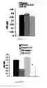 Fig. 22 -  PHARMACEUTICAL COMPOSITIONS COMPRISING DIIODOTHYRONINE AND THEIR THERAPEUTIC USE