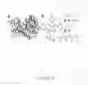 Fig. 06 - Protein binding miniature proteins