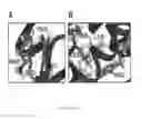 Fig. 15 - Protein binding miniature proteins