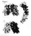 Fig. 06 - CRYSTAL STRUCTURE OF OX40L AND OX40L COMPLEXED WITH OX40 RECEPTOR