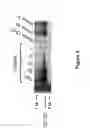 Fig. 06 - METHODS TO EXPRESS RECOMBINANT PROTEINS FROM LENTIVIRAL VECTORS