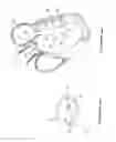 Fig. 04 - Elongated body for deployment in a heart