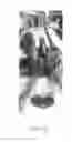 Fig. 05 - Electrochemical coupling of metallic biomaterial implants for biological effect