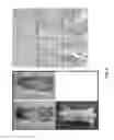 Fig. 05 - Transgenic Animal Model of Cancer and Methods of Use