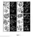 Fig. 02 - COMPOSITIONS AND METHODS FOR CANCER GENE DISCOVERY