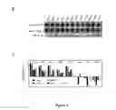 Fig. 08 - COMPOSITIONS AND METHODS FOR CANCER GENE DISCOVERY