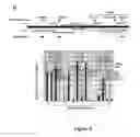 Fig. 12 - COMPOSITIONS AND METHODS FOR CANCER GENE DISCOVERY