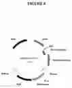 Fig. 09 - Methods and compositions for targeted cleavage and recombination